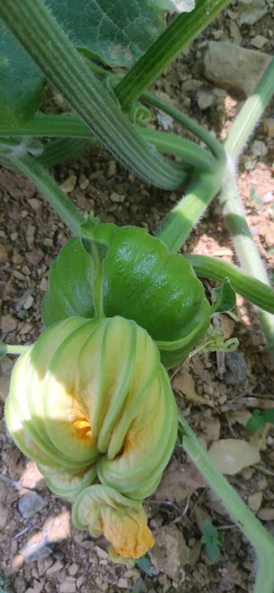 姜柄瓜，葫芦科南瓜属双子叶植物。它是云南的一个地方优良南瓜品