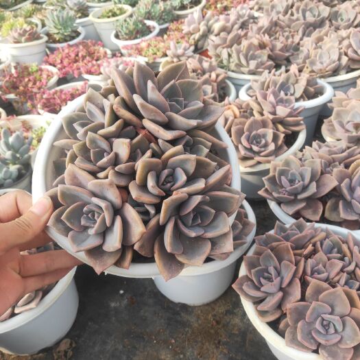 昆明多肉组合 彩虹糖满盆 量大从优