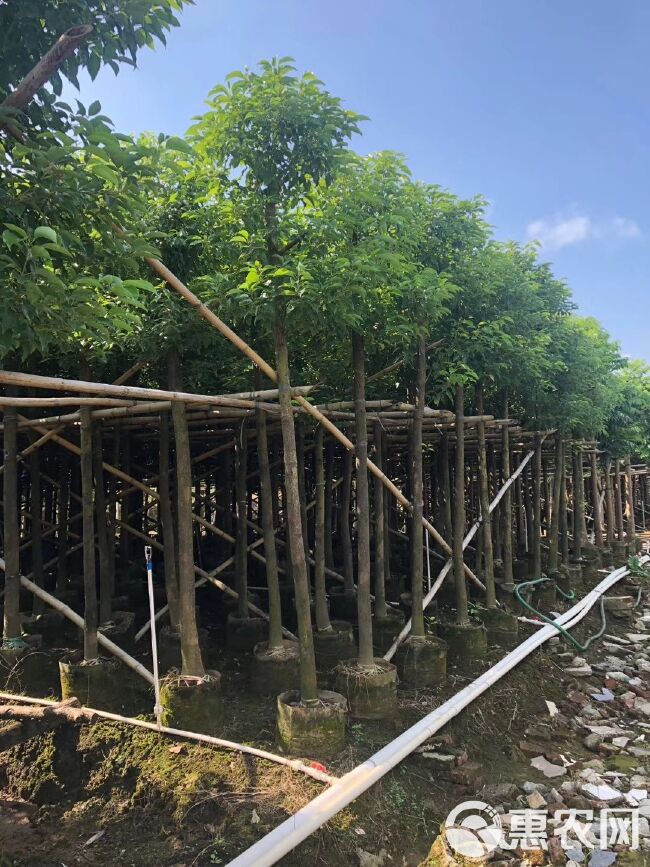 小叶樟  大量供应香樟、樟树现货供应袋苗/假植苗 欢迎来电