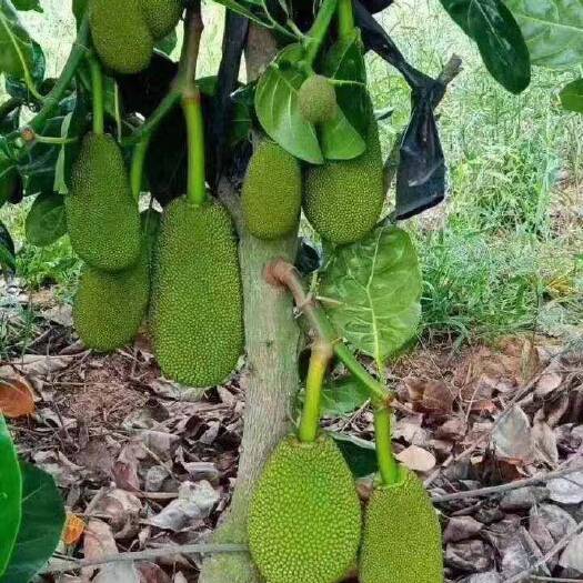 灵山县红肉菠萝蜜苗  ，泰国八号菠萝蜜