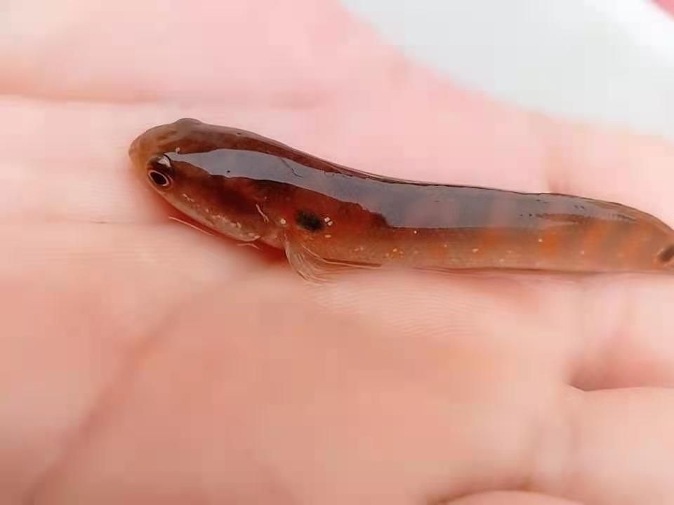 乌鳢苗  观赏级七星鱼鱼苗，正宗广西红斑基因。5-6公分安全发货规格