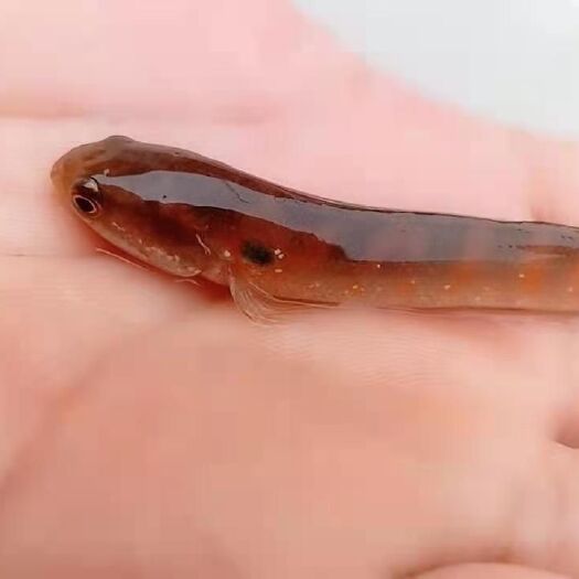 防城港乌鳢苗  观赏级七星鱼鱼苗，正宗广西红斑基因。5-6公分安全发货规格