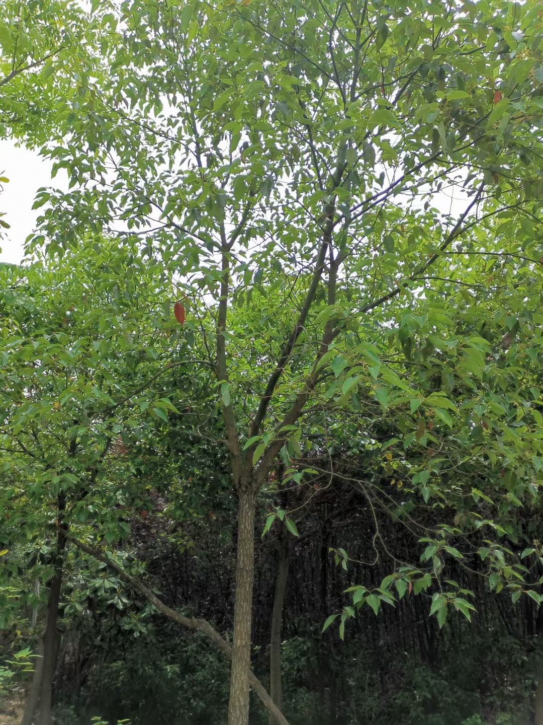  香樟基地经营，精品香樟供应，江西香樟大量供应批发香樟自产自销