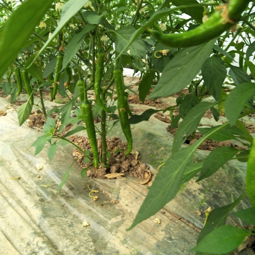 安乡县 辣椒2.8
