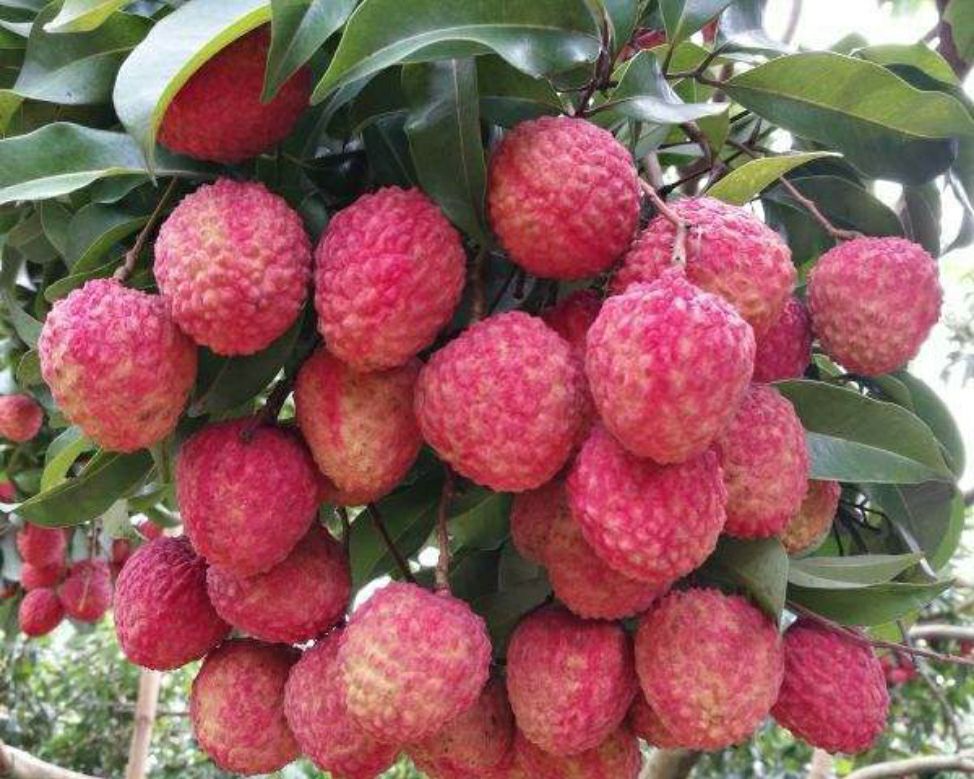 仙进奉荔枝  荔枝  增城 清甜多汁新鲜现摘