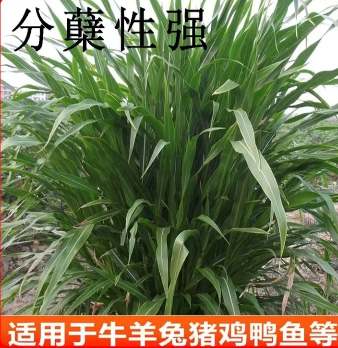 墨西哥玉米草種子  優(yōu)質(zhì)高產(chǎn)墨西哥玉米牧草種籽口感好營養(yǎng)豐富