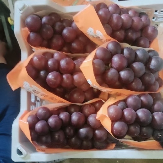 饶阳县乒乓球葡萄  饶阳葡萄上市中，品种多，质量好，口感甜，需要的
