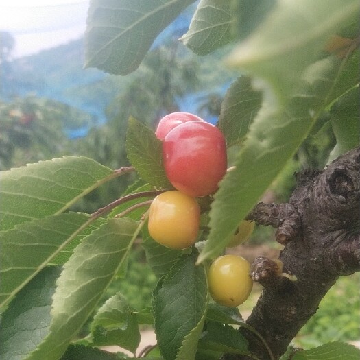 费县 樱桃