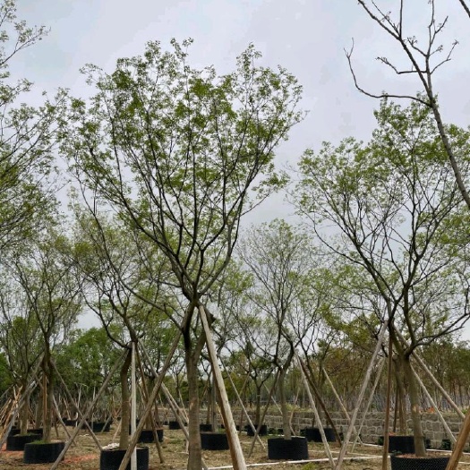 普宁市丛生朴树  15-30公分朴树 白麻子