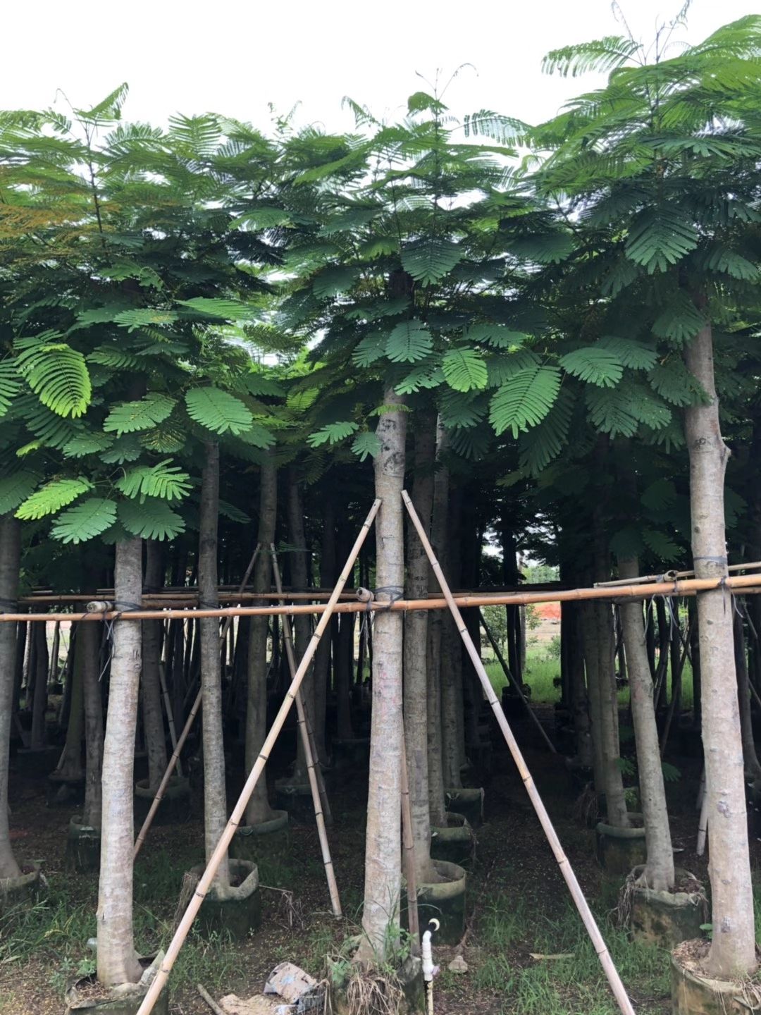 凤凰木（红花楹） 10-12-15-20公分 截杆、光杆袋苗