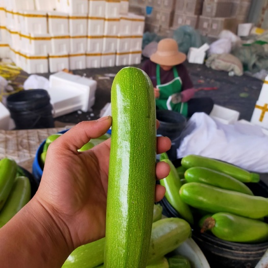 聊城绿皮西葫芦  冷棚西葫芦大量供货中，货源充足全天有货