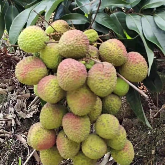 阳西县妃子笑荔枝 荔枝