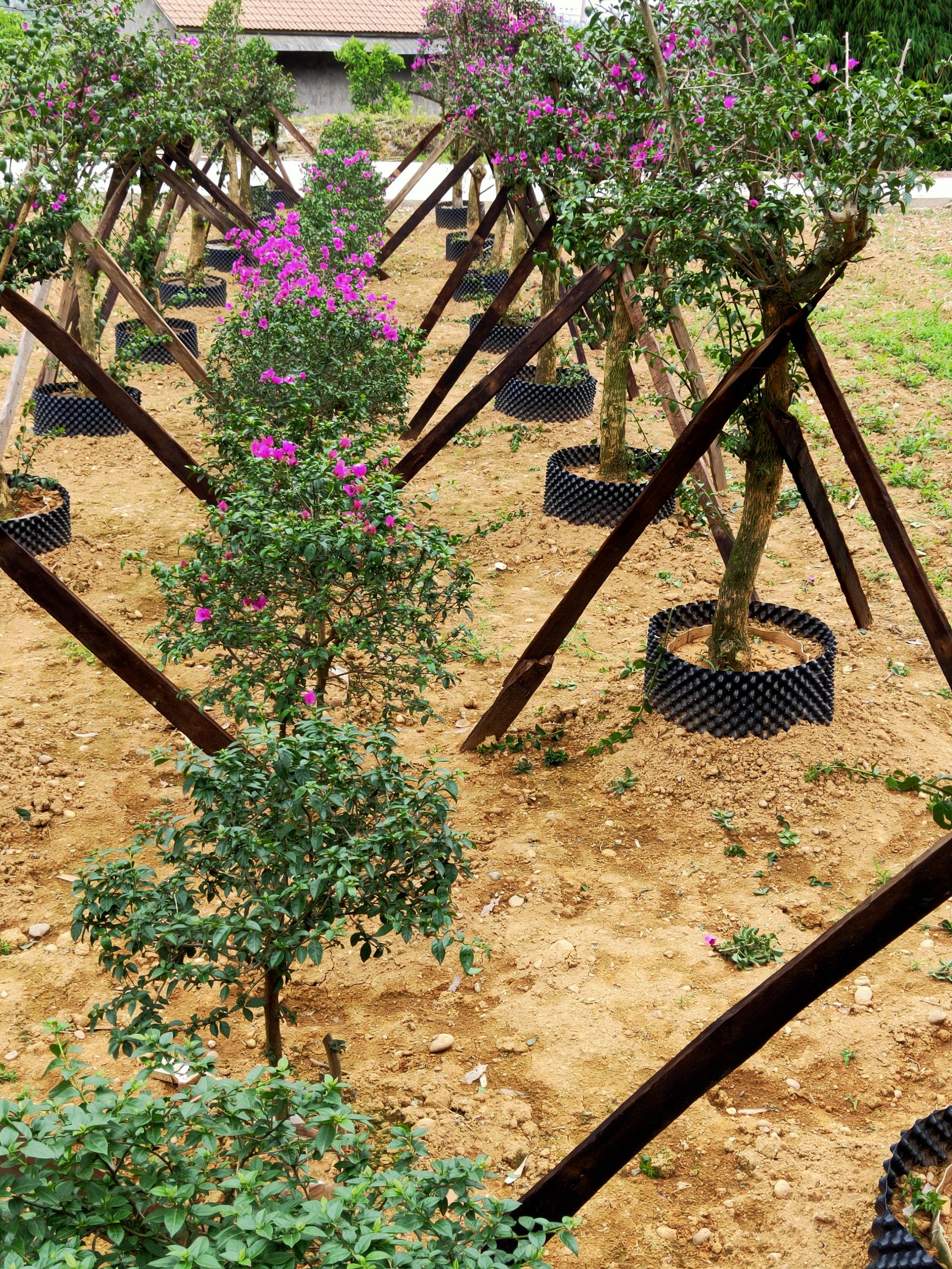 四季红三角梅  本人自产自销三角梅，蓝花楹！