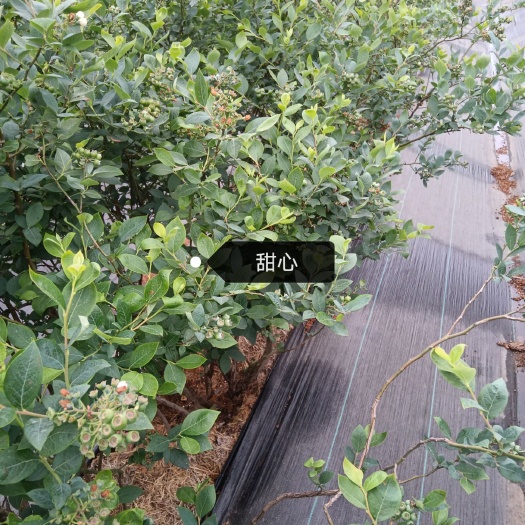 连云港薄雾蓝莓 蓝莓鲜果预售，甜心薄雾口感脆甜，欢迎各