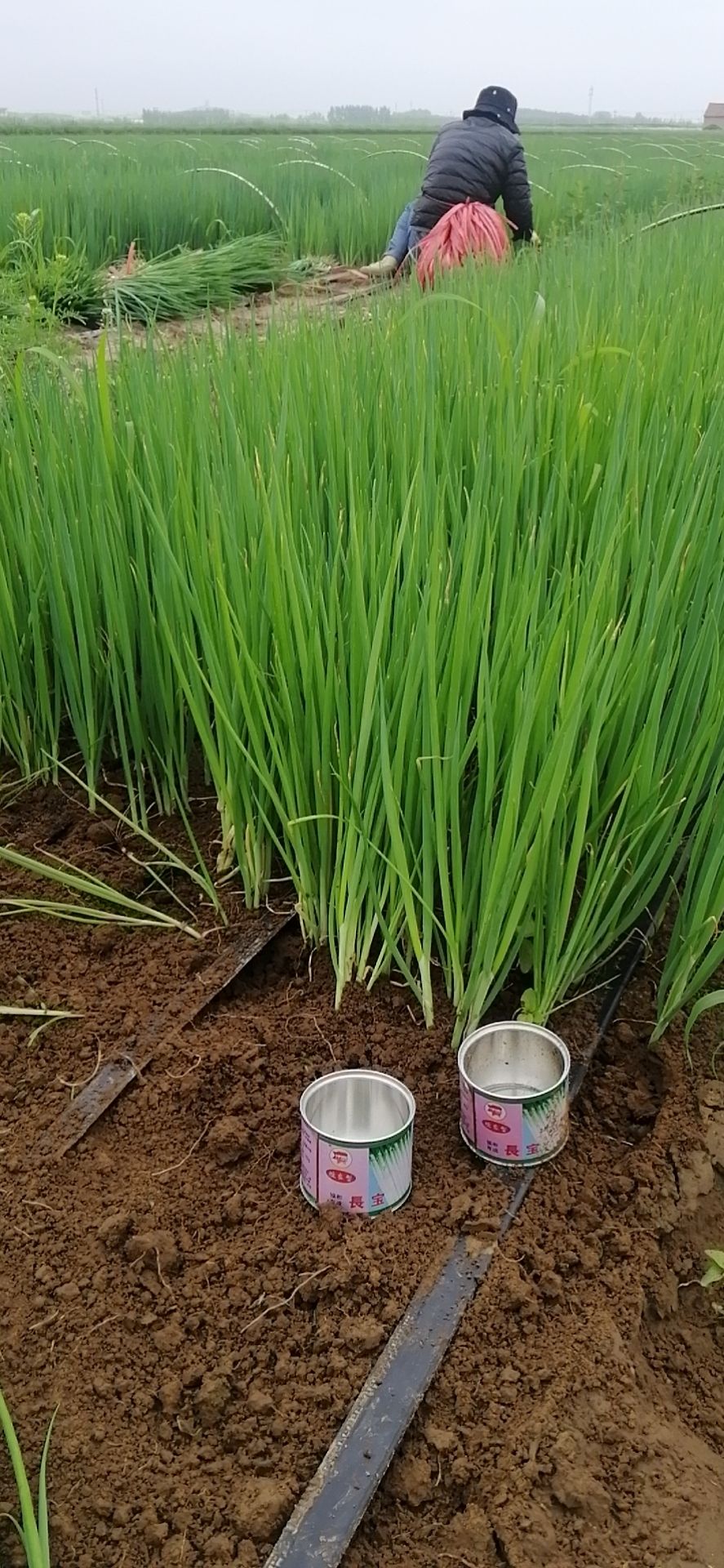 2021-10-12 07:43:18 杨** 种子种苗-蔬菜种苗-大葱苗 每次采购40000