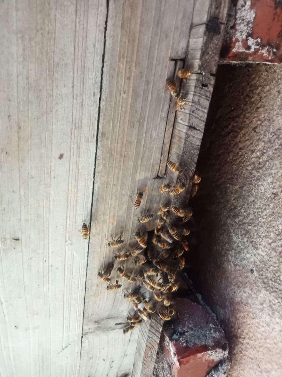 龙眼蜜  土蜂蜜糖