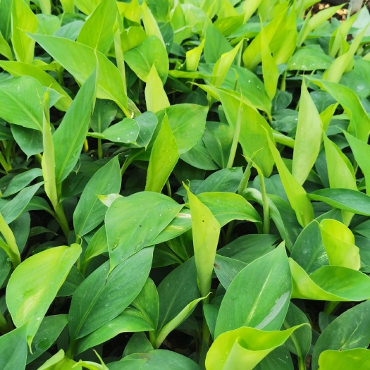 徐闻县桂蕉1号香蕉苗 大量出售香蕉苗，品种，巴西桂蕉一号
