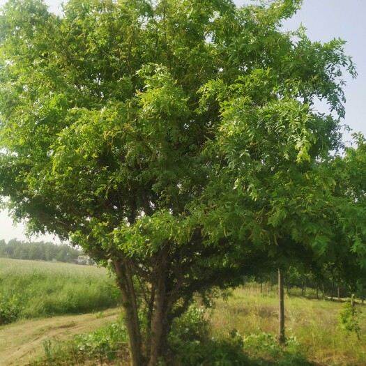 邓州市皂角树丛生精品树型