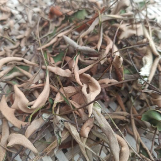 石韦  全是深山老林生长，无根