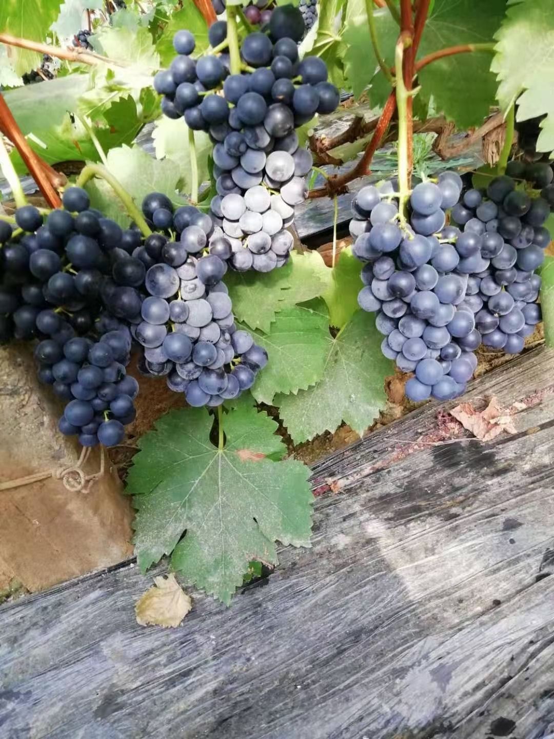 乒乓球葡萄  饶阳葡萄上市中，品种多，质量好，口感甜，需要的