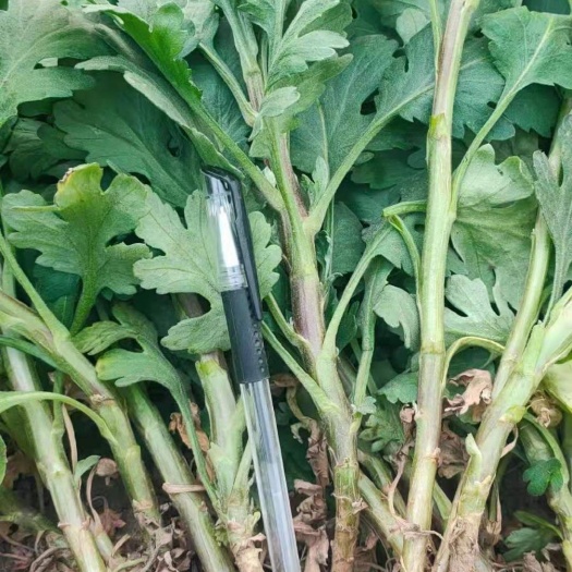 宿州 金丝皇菊苗