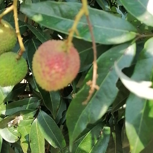 浦北县妃子笑荔枝  妃子笑