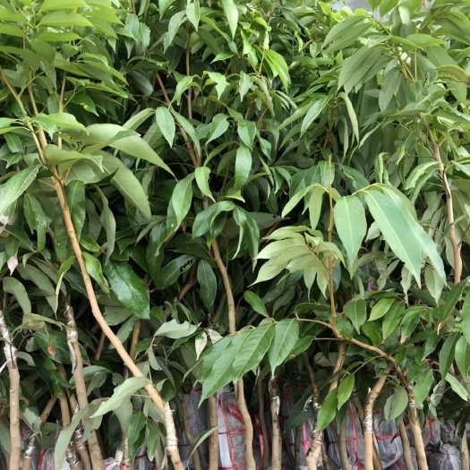 灵山县妃子笑荔枝苗  荔枝