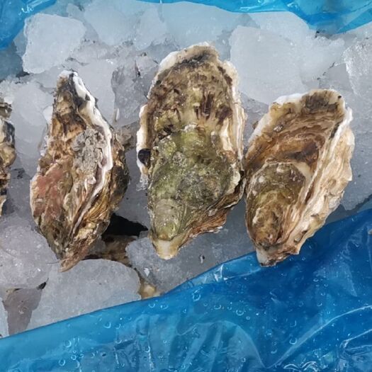 北京三倍体生蚝 3-4两