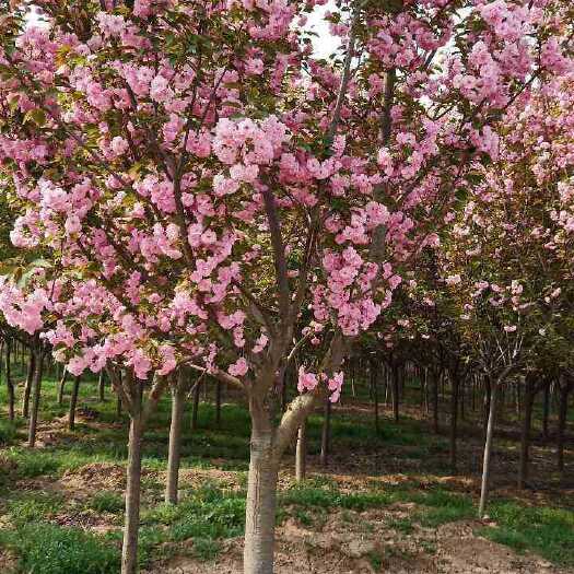周至县樱花  樱花树 日本晚樱 陕西5－10公分樱花优质产地直发