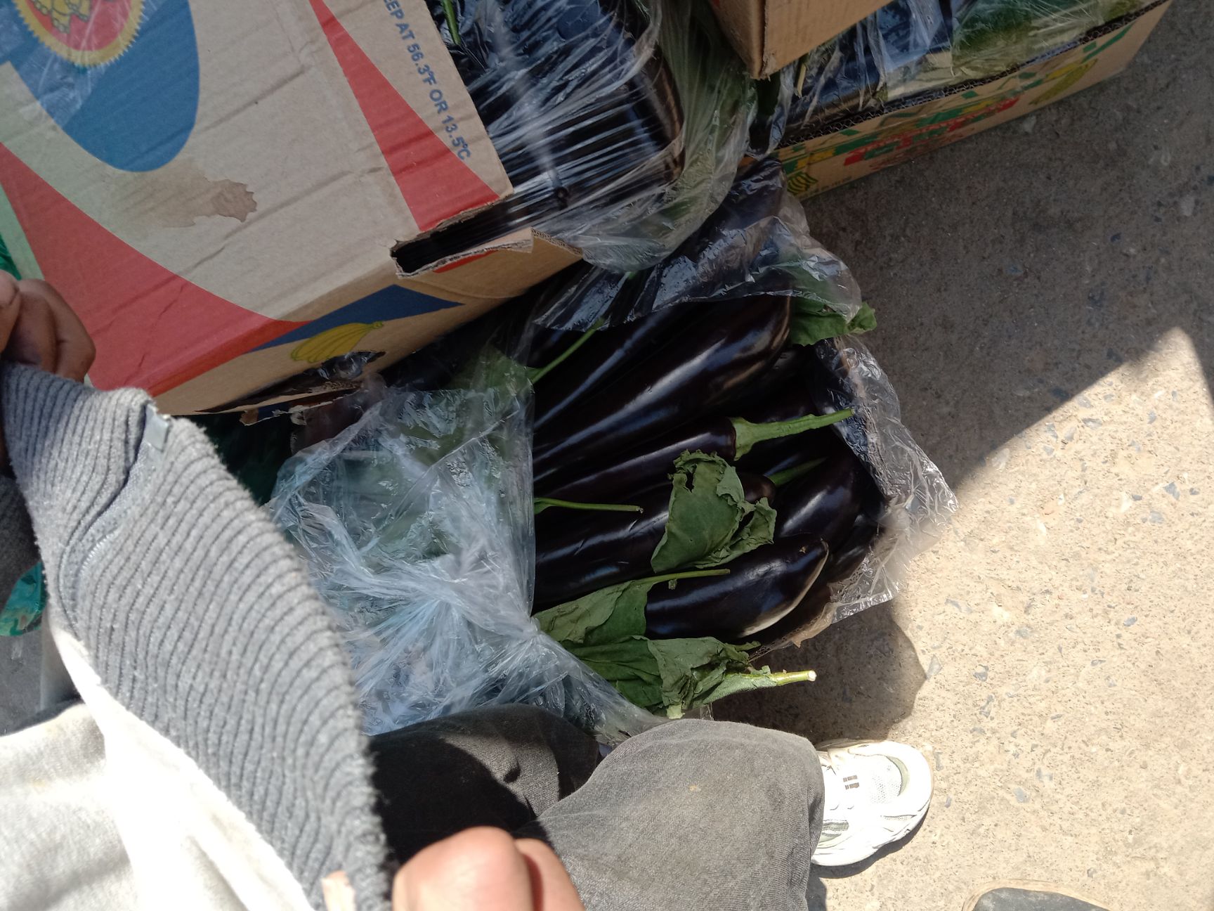 青茄  山东精品烧烤茄子，一手货源，保质保量，产地供应，大量