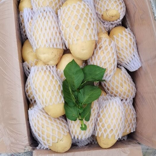 平阴县荷兰15  黄心土豆出口，电商，超市，食堂，市场，加工厂