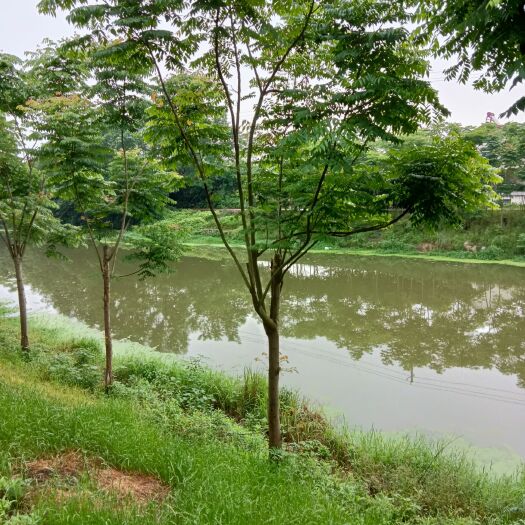 常德榉树 