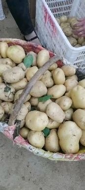 土豆，湖北襄阳土豆，黄心土豆，中薯土豆，实验一头，品种多，