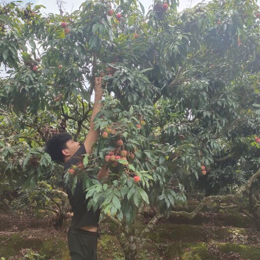 廉江市白糖罂荔枝  老板们，妃子笑 与及各种荔枝