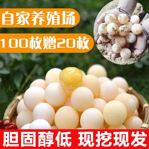 南丰县甲鱼蛋