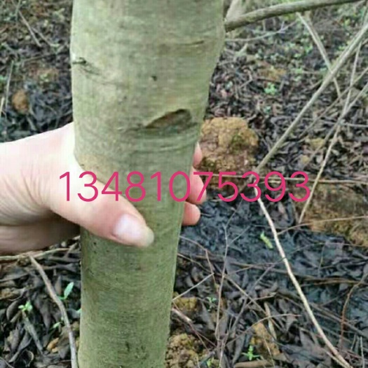 横州市红果冬青 低价出售自家种的冬青树