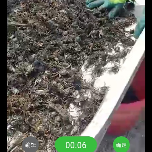 盘山县扣蟹苗 放生蟹苗，卖放生蟹苗