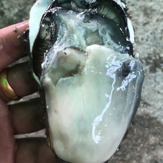 牡蛎 预售款！肥度没得说，看了就知道了！