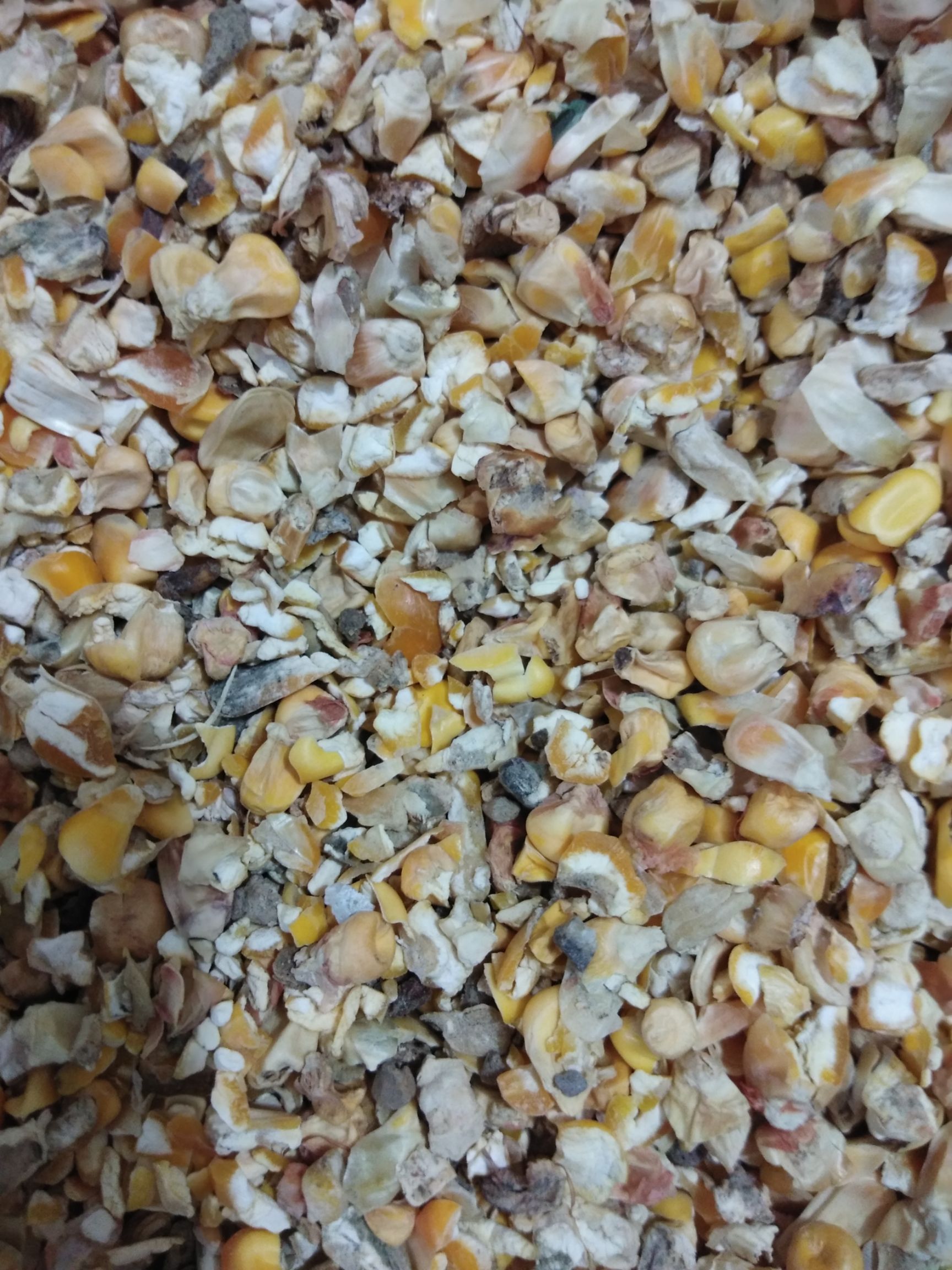干玉米  碎玉米，次玉米，河南精品碎玉米，量大从优