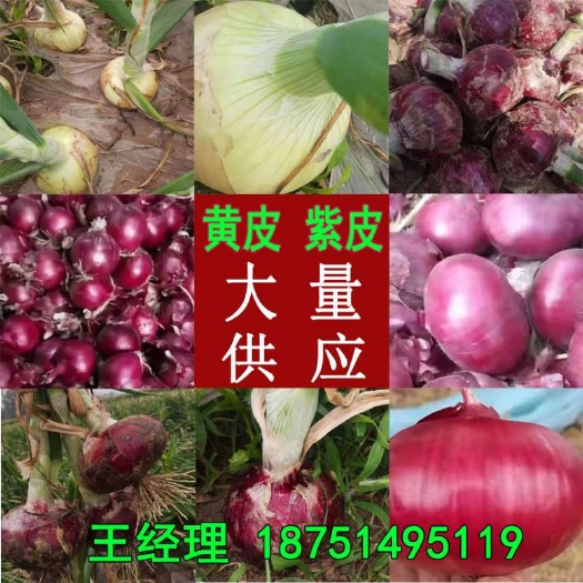 丰县洋葱  有人吗进来订单
全是您需求的货