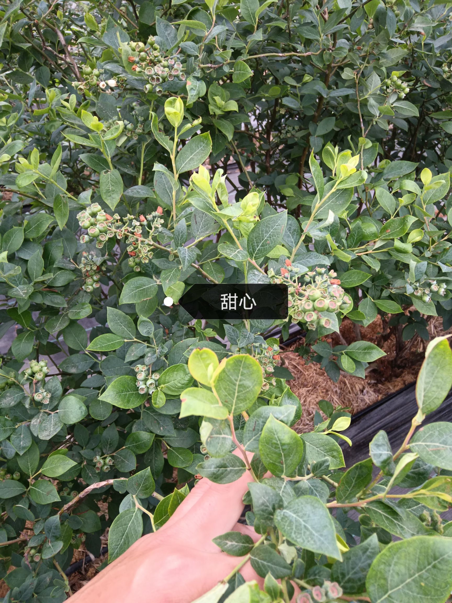 薄雾蓝莓 蓝莓鲜果，甜心薄雾口感脆甜，欢迎各位老板联系我