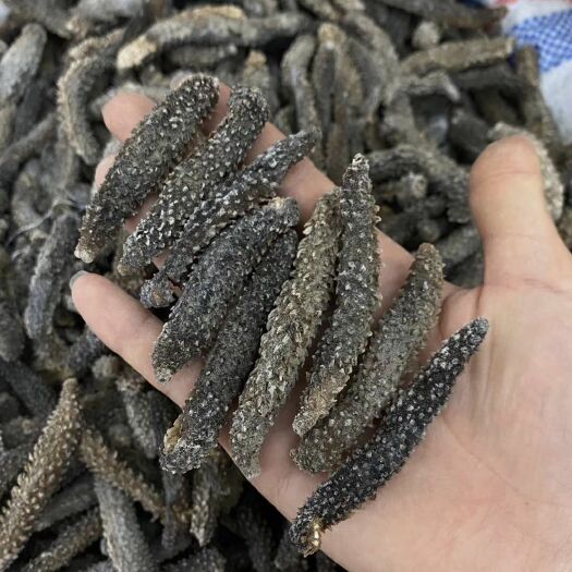 广州海参干货黑刺参海参好吃的网红火锅食材美食海参干货大连海参