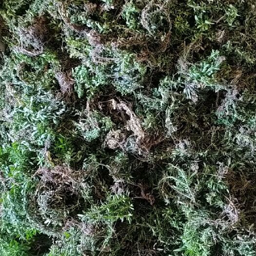 石阡县贵州铜仁正宗大叶千层塔干品虱子草干货无杂质产地直发一手货源