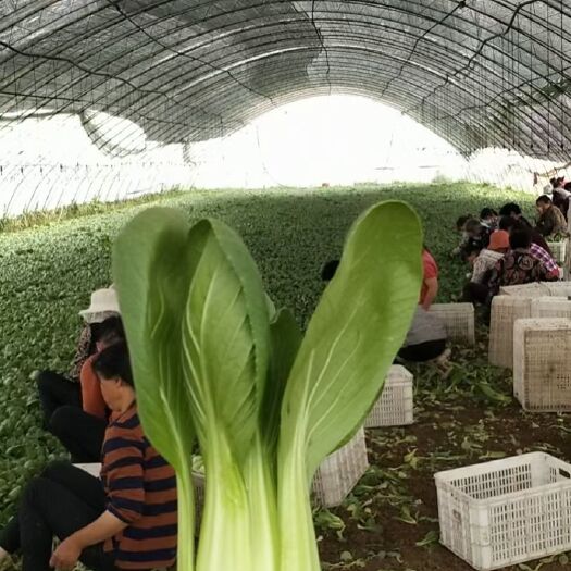 曹县大棚上海青