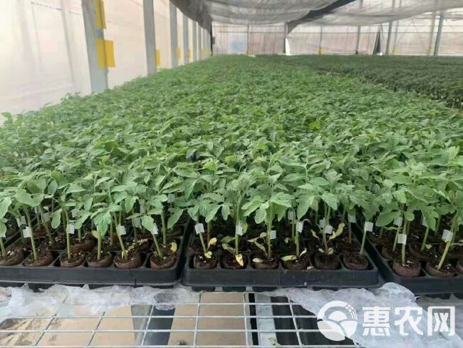 大红番茄苗  广西种苗基地，嫁接西红柿苗，产地直供，品质保证