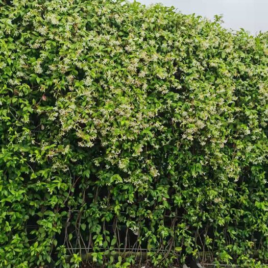 泰州 大花络石风车茉莉意大利络石网片绿篱