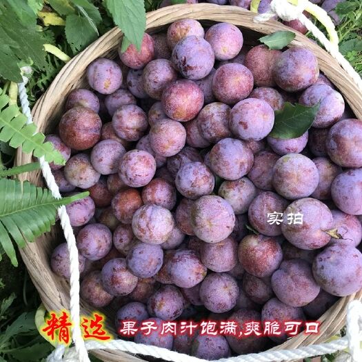 信宜市 三华李孕妇水果新鲜当季现货甜酸脆