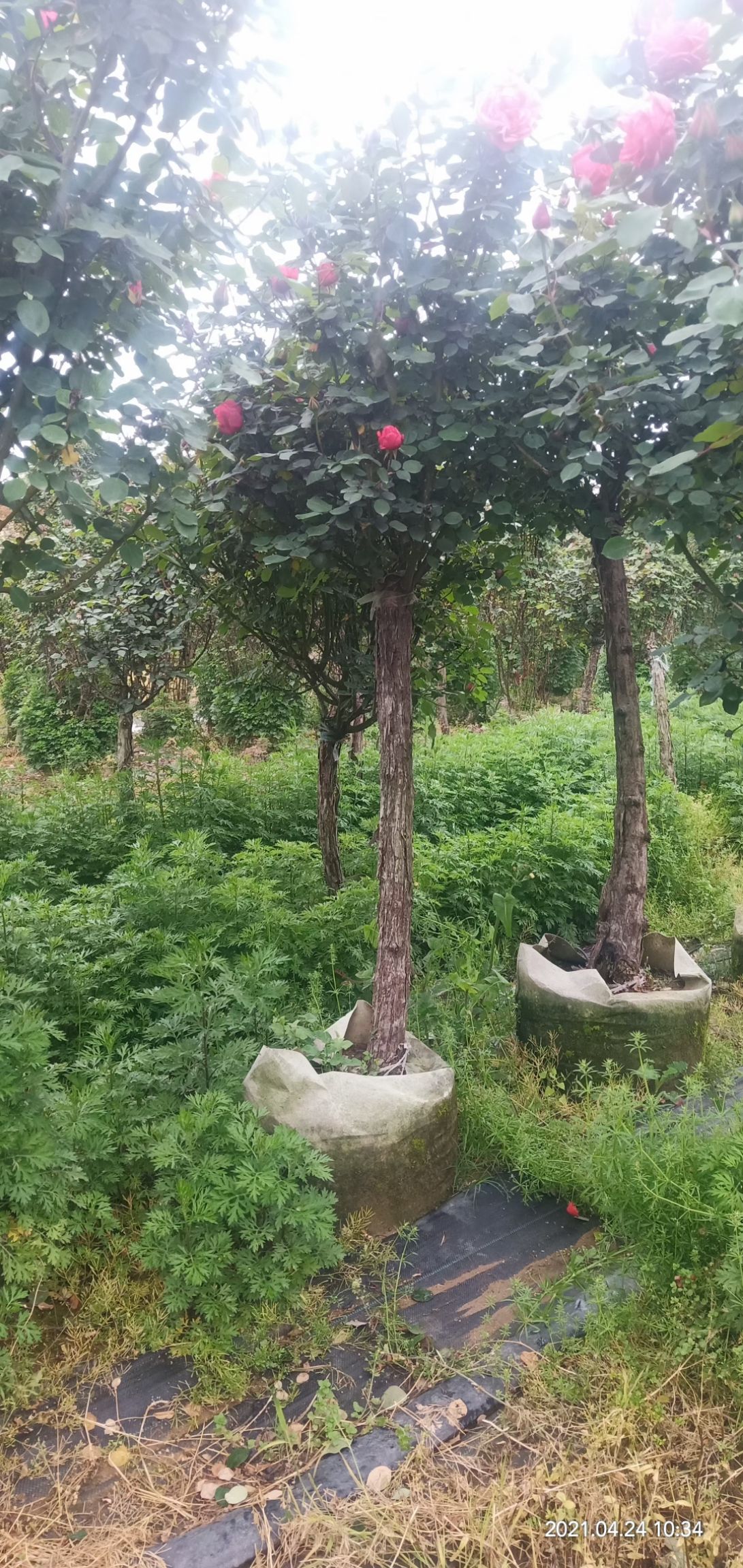  精品月季树，地上