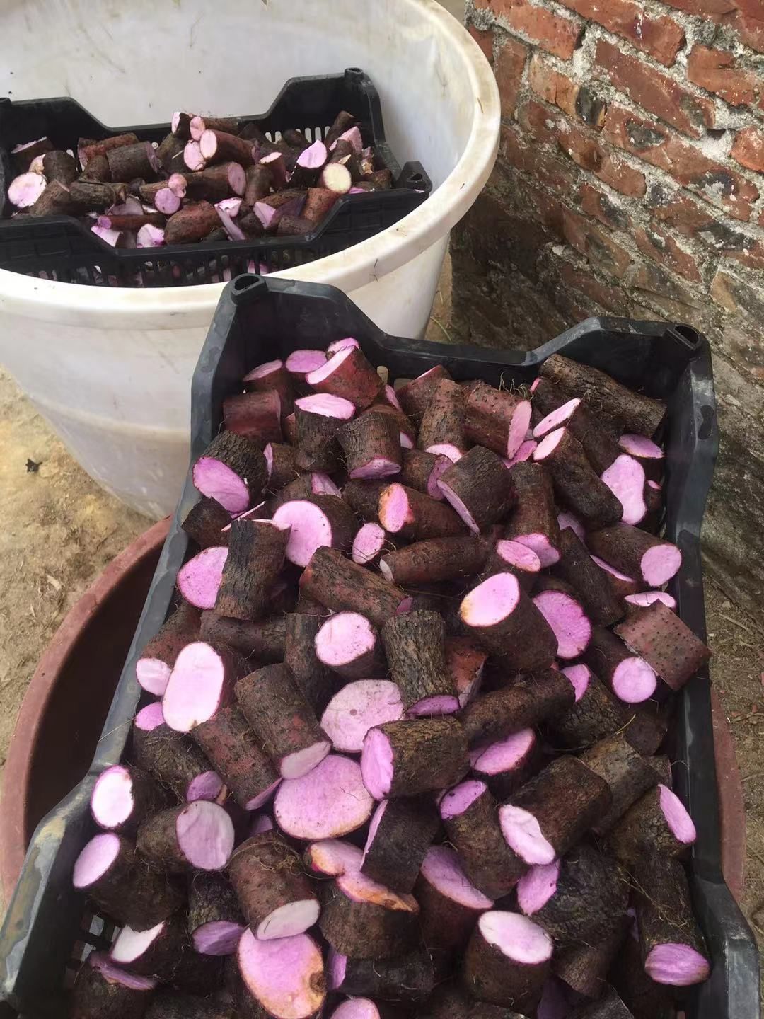 紫山药  紫色山药种子