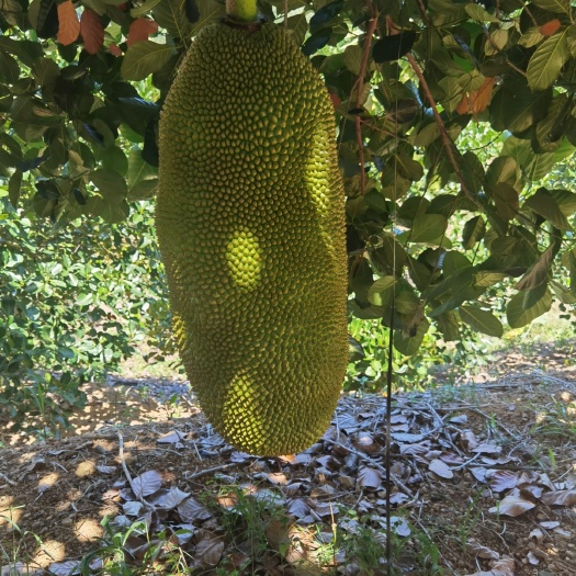 保亭县海南黄肉菠萝蜜，15斤到17斤，包邮，支持一件代发